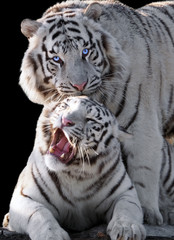 White tigers Panthera tigris bengalensis isolated at black