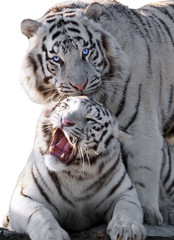 White tigers Panthera tigris bengalensis isolated at white