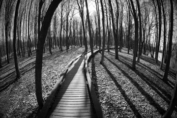 Wood road through wood