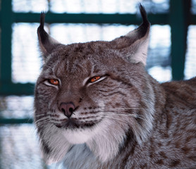 Lynx close up head