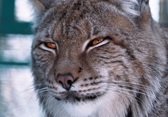 Fototapeta premium Lynx close up