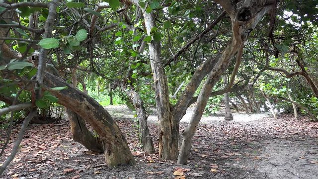 Thickets of Seagrape (Coccoloba uvifera) at the Varadero coastline. Matanzas, Cuba