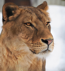 Lion female portrait