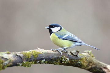 Parus major, Blue tit . Wildlife landscape, titmouse sitting on a branch moss-grown..  Europe, country Slovakia.