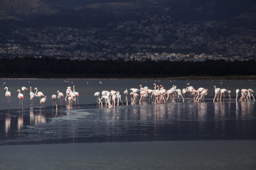 A flock of flamingos on the salt lake nursing. The island of Cyprus.