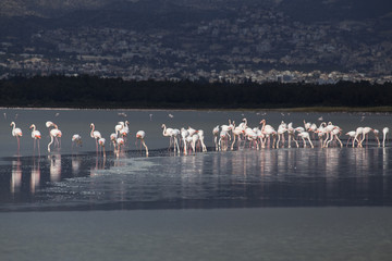 A flock of flamingos on the salt lake nursing. The island of Cyprus.