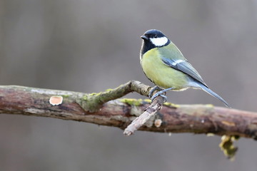 Parus major, Blue tit . Wildlife landscape, titmouse sitting on a branch moss-grown..  Europe, country Slovakia.