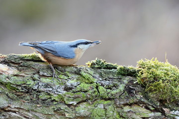 Sitta europaea, Red-breasted nuthatch sitting on a branch moss-grown. Wildlife scenery, Europe, Slovakia landscape.