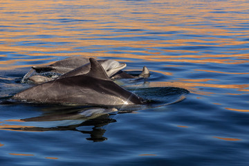 Obraz premium Group of dolphins in sea close to Parakas national reserve, Peru, South America