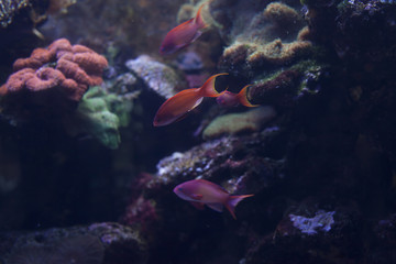 Fototapeta na wymiar Aquarium Fish