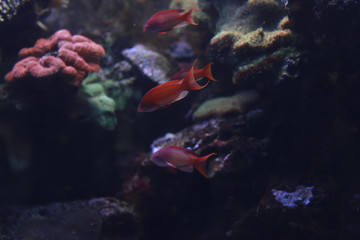 Fototapeta na wymiar Aquarium Fish
