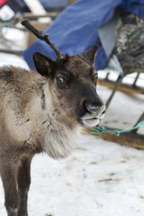 reindeers in the winter