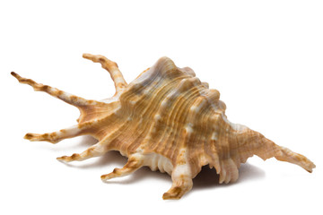 Морская ракушка на белом фоне.