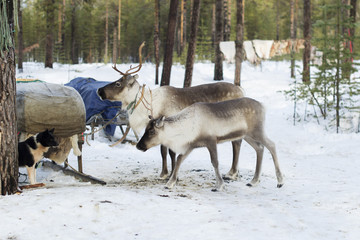 reindeers in the winter