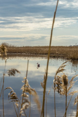 Flamingo is reflected in the water of a pond