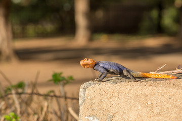 Curious colorful lizard sitting on stone, Windhoek, Namibia