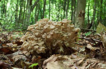 Polyporus umbellatus, also called Lumpy Bracket and Umbrella Polypore. Photo has been taken in the...
