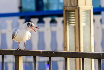 Get off my railing! © MixMotive