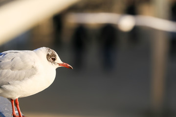 Seagull Close Shot