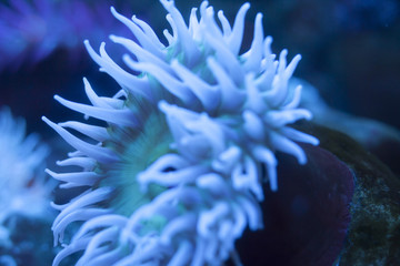 Fototapeta na wymiar Sea Anemone