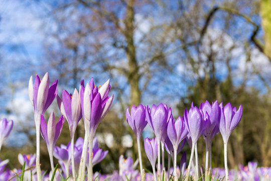 Krokusse im Frühling