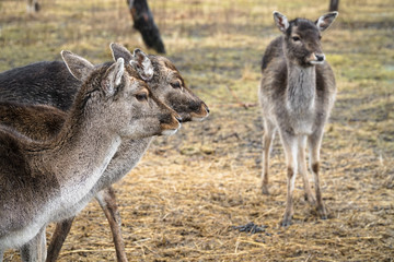Naklejka na ściany i meble Group of doe's / deers / roes / elks - deer herd in wild
