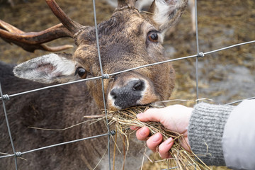 Feeding deer, doe, roe, elk - in nature reserve