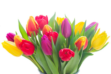bunch of fresh yellow, purple and red tulip flowers isolated on white background