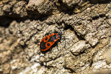 Fototapeta na wymiar Bedbug-soldier on a tree trunk, red-black beetle, super macro mode