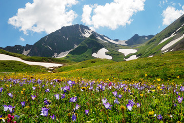 Fototapeta premium Alpine meadows in the Caucasus summer. Blue sky with white clouds. Bellflowers in the foreground.