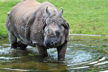 Indisches Panzernashorn - Rhinozeros - Nashorn