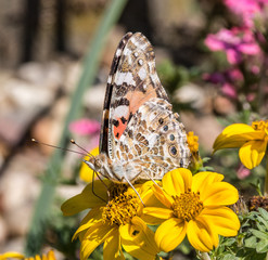 Schmetterling auf Blume