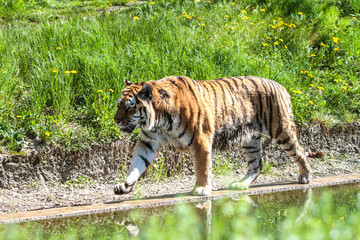 Plakat Tiger - Panthera tigris