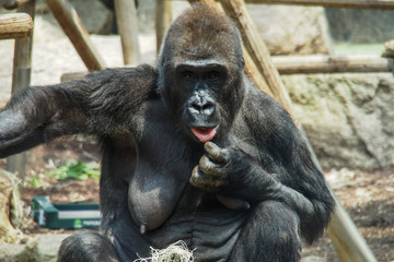 Gorilla
