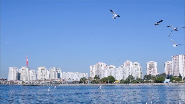 Seagull flying on the sea in Izmir city - Turkey.
