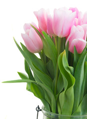 Bouquet of fresh pink tulips close up isolated on white background
