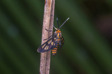 close up macro little tiger moth stays on leaf