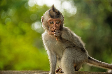 little Catarrhini catarrhini the old world with large round sits close