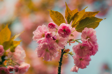 Close-up of Cherry Blossom or Sakura flower in springtime. Soft focus background.