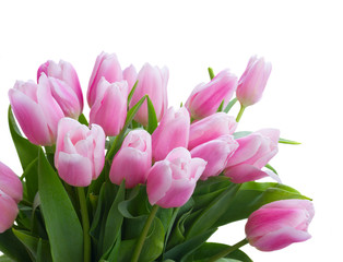 Bouquet of pink tulips close up isolated on white background