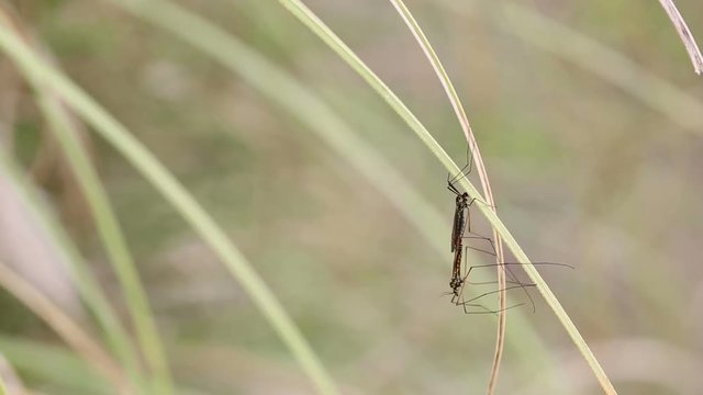 two mosquitoes on a leaf in nature