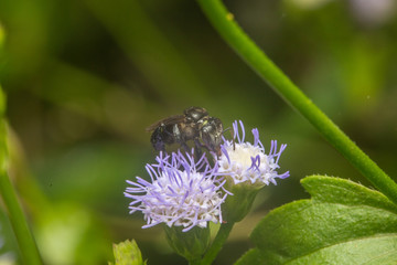 close up macro a black honey bee stays on flowers to feed itself with nature blurred background.