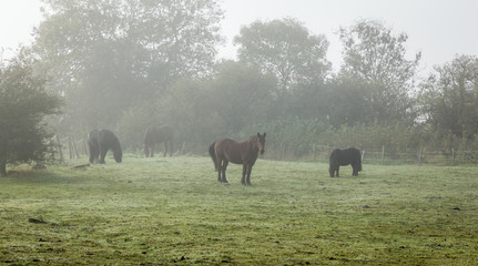 Horses graze in mist shrouded field in hazy early morning light.