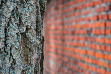 Brick wall and tree