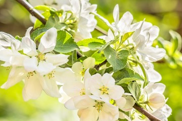 White delicate flowers of apple trees close-up, backlit