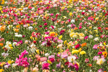 colorful buttercup flower field