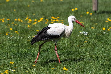 Weißstorch - Ciconia ciconia
