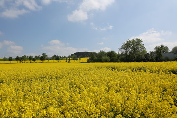 Obraz premium Rapsblüte