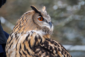 Uhu - Bubo bubo