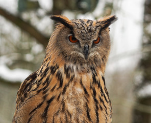 Uhu - Bubo bubo